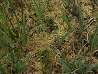 Carex acutiformis 8, Moeraszegge, Saxifraga-Hans Boll