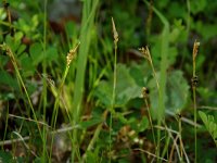 Carex alba 2, Witte zegge, Saxifraga-Willem van Kruijsbergen