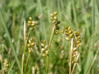Carex alba 3, Witte zegge, Saxifraga-Jan Willem Jongepier