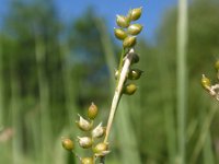 Carex alba 5, Witte zegge, Saxifraga-Jan Willem Jongepier