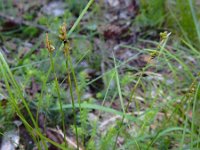 Carex alba 6, Witte zegge, Saxifraga-Ed Stikvoort