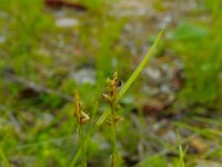 Carex alba 7, Witte zegge, Saxifraga-Ed Stikvoort