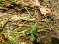 Carex alba 8, Witte zegge, Saxifraga-Rutger Barendse