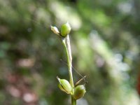Carex alba 9, Witte zegge, Saxifraga-Rutger Barendse