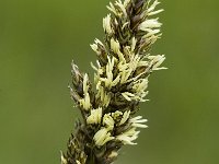 Carex appropinquata 1, Paardenhaarzegge, Saxifraga-Jan van der Straaten