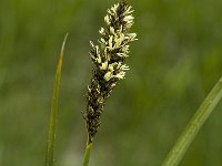 Carex appropinquata 2, Paardenhaarzegge, Saxifraga-Jan van der Straaten