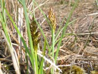Carex appropinquata 3, Paardenhaarzegge, Saxifraga-Jasenka Topic