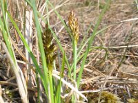 Carex appropinquata 3, Paardenhaarzegge, Saxifraga-Jasenka Topic