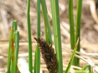 Carex appropinquata 4, Paardenhaarzegge, Saxifraga-Jasenka Topic