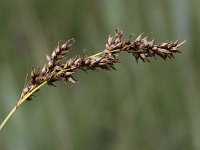 Carex appropinquata 5, Paardenhaarzegge, Saxifraga-Peter Meininger