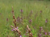 Carex appropinquata 6, Paardenhaarzegge, Saxifraga-Jeroen Willemsen