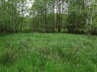 Carex aquatilis 1, Noordse zegge, Saxifraga-Hans Boll