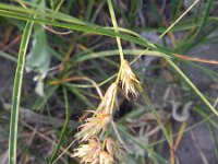 Carex arenaria 12, Zandzegge, Saxifraga-Rutger Barendse