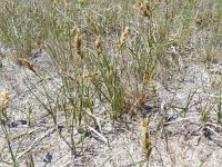 Carex arenaria 14, Zandzegge, Saxifraga-Rutger Barendse