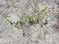 Carex arenaria 15, Zandzegge, Saxifraga-Rutger Barendse