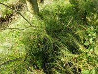 Carex arenaria 16, Zandzegge, Saxifraga-Rutger Barendse