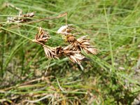 Carex arenaria 17, Zandzegge, Saxifraga-Rutger Barendse