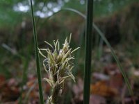 Carex arenaria 2, Zandzegge, Saxifraga-Rutger Barendse