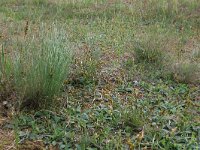 Carex arenaria 21, Zandzegge, Saxifraga-Hans Boll