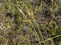 Carex arenaria 24, Zandzegge, Saxifraga-Willem van Kruijsbergen