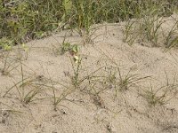 Carex arenaria 25, Zandzegge, Saxifraga-Willem van Kruijsbergen