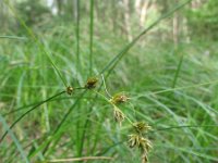 Carex arenaria 3, Zandzegge, Saxifraga-Rutger Barendse