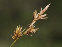 Carex arenaria 4, Zandzegge, Saxifraga-Peter Meininger