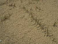 Carex arenaria 5, Zandzegge, Saxifraga-Marijke Verhagen