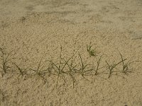 Carex arenaria 6, Zandzegge, Saxifraga-Marijke Verhagen
