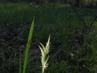 Carex brizoides 1, Trilgraszegge, Saxifraga-Jasenka Topic