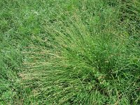 Carex caespitosa 1, Saxifraga-Jasenka Topic
