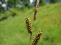 Carex caespitosa 2, Saxifraga-Jasenka Topic