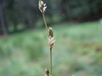 Carex canescens 1, Zompzegge, Saxifraga-Jasenka Topic