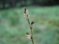 Carex canescens 2, Zompzegge, Saxifraga-Jasenka Topic