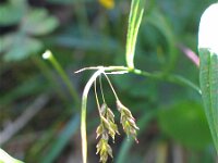 Carex capillaris