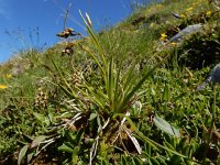 Carex capillaris 2, Saxifraga-Ed Stikvoort