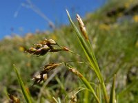 Carex capillaris 3, Saxifraga-Ed Stikvoort
