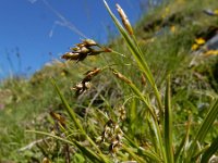 Carex capillaris 4, Saxifraga-Ed Stikvoort