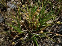 Carex caryophyllea 1, Voorjaarszegge, Saxifraga-Willem van Kruijsbergen