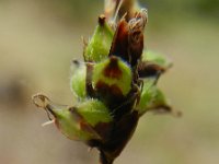 Carex caryophyllea 10, Voorjaarszegge, Saxifraga-Rutger Barendse
