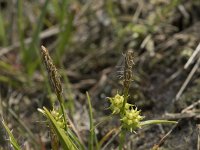 Carex caryophyllea 11, Voorjaarszegge, Saxifraga-Willem van Kruijsbergen