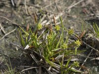 Carex caryophyllea 12, Voorjaarszegge, Saxifraga-Willem van Kruijsbergen