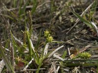 Carex caryophyllea 13, Voorjaarszegge, Saxifraga-Willem van Kruijsbergen