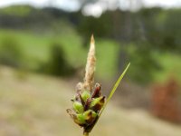 Carex caryophyllea 14, Voorjaarszegge, Saxifraga-Rutger Barendse