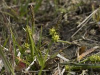 Carex caryophyllea 15, Voorjaarszegge, Saxifraga-Willem van Kruijsbergen