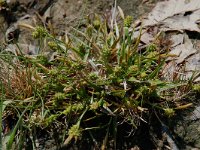 Carex caryophyllea 2, Voorjaarszegge, Saxifraga-Willem van Kruijsbergen