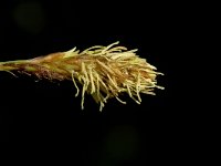 Carex caryophyllea 3, Voorjaarszegge, Saxifraga-Jan van der Straaten