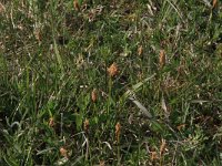 Carex caryophyllea 7, Voorjaarszegge, Saxifraga-Hans Boll