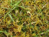 Carex caryophyllea 9, Voorjaarszegge, Saxifraga-Jelle van Dijk