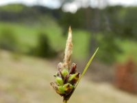 Carex caryophyllea 9, Voorjaarszegge, Saxifraga-Rutger Barendse
